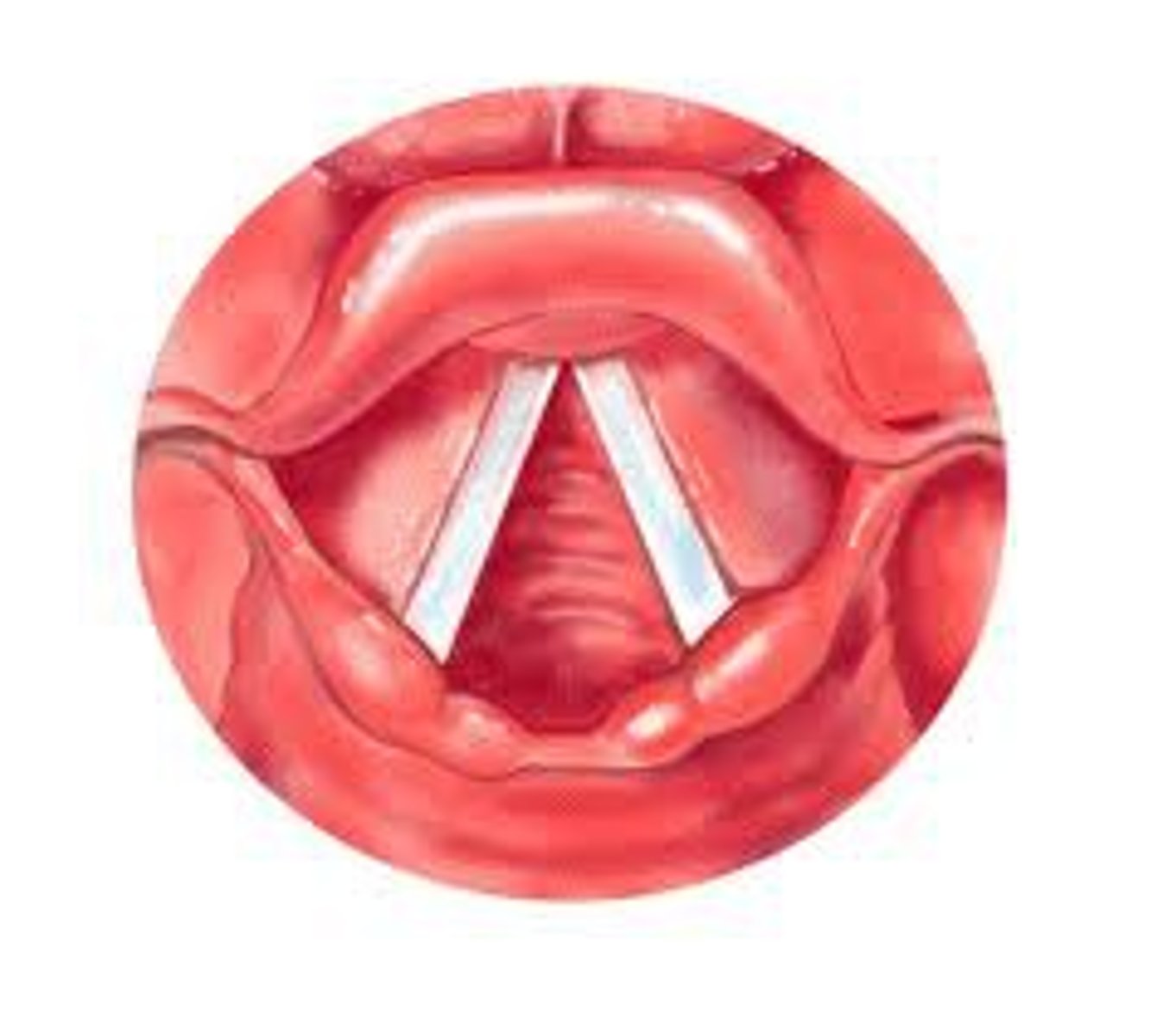 <p>Contained in the larynx, Produces sound</p>