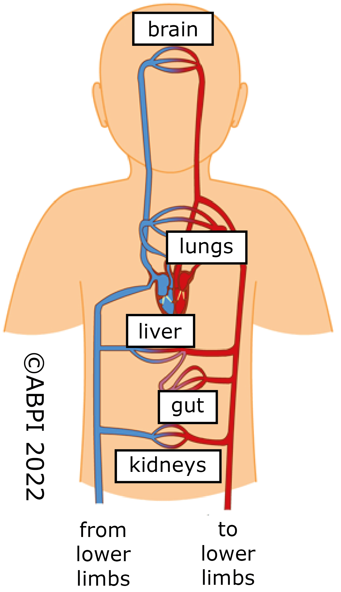 knowt flashcard image
