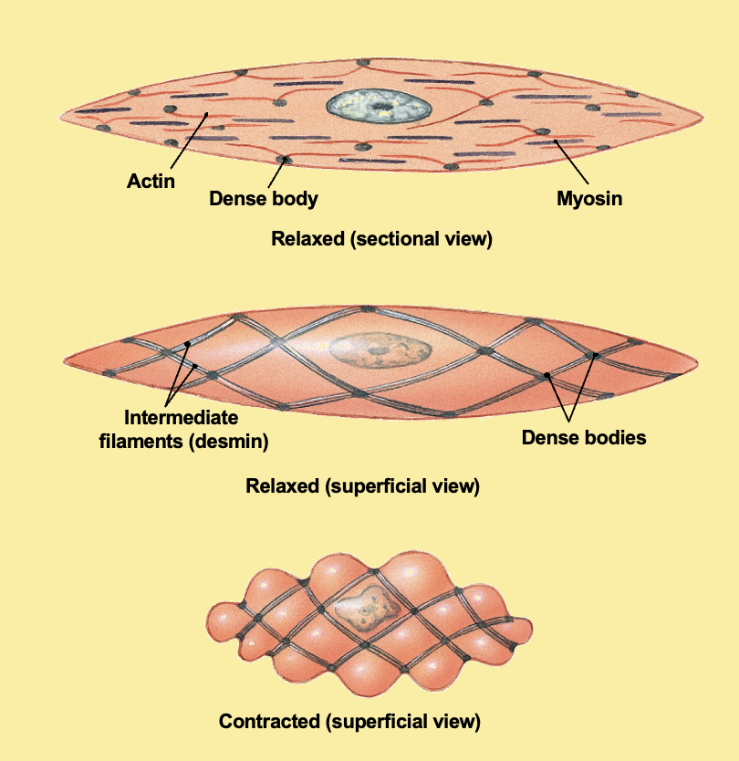 - Contraction slower; nearly absence of sarcoplasmic reticulum
- Not every muscle cell needs to be innervated: excitation conduction by gap-junctions