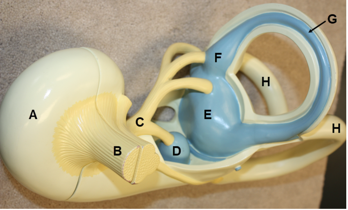 <p><span><span>In the image above, identify structures A-H.&nbsp; For I, name the structure that consists of B and C together.</span></span></p>