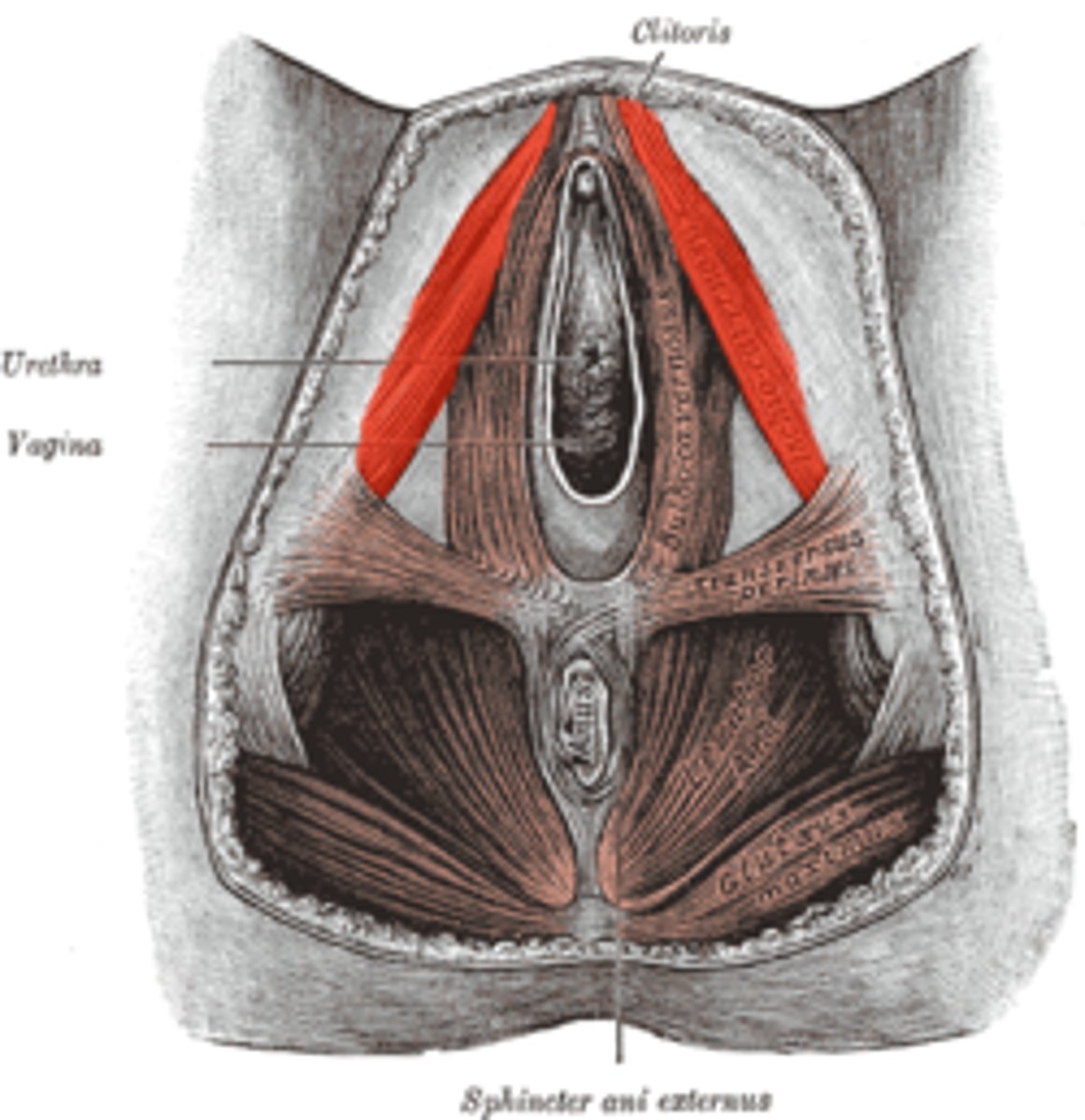 <p>It runs from the ischial tuberosities along the pubic arch to the corpora cavernosa of the clitoris.</p>