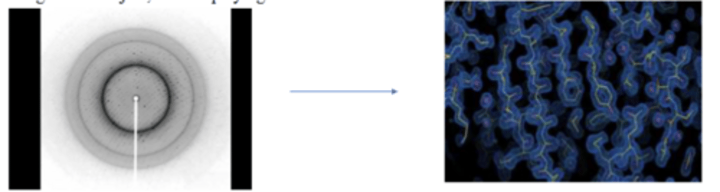 <p>-Unlike visible light, X-rays cannot be focused by lenses. The refractive index of X-rays in all materials is very close to 1.0.</p><p>-Solution: Use a computer to simulate an image-reconstructing lens. In short, the computer plays the part of the objective lens, computing the image of the object, then displaying it on a screen.</p><p>-X-ray diffraction pattern provides amplitude of X-rays, but to obtain electron density map of crystal, phase information of X-rays is also needed. </p><p>-Need location and intensity of spots as well as phase information to make electron density cloud picture-->find protein structure</p><p>-Phase information-phase of x-rays used in the experiment</p><p>-Phase information (AI description): the precise position of the wave's peak relative to other waves—is lost (Phase information in X-ray crystallography refers to the missing angular data () needed to calculate the 3D electron density of a crystal structure, as experiments only measure the intensity (amplitude) of diffracted waves)</p><p>-Need to know if the phase of the waves made from diffraction off of the crystal. If 2 waves are constructive they are going up and down at the same time. If they are not constructive they go up and down at different times. The difference between the peak of the waves/difference between the waves is called phase. </p>