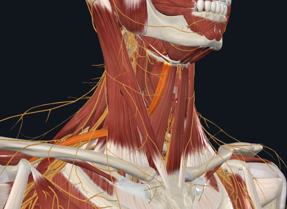 <p>What muscle is highlighted</p>