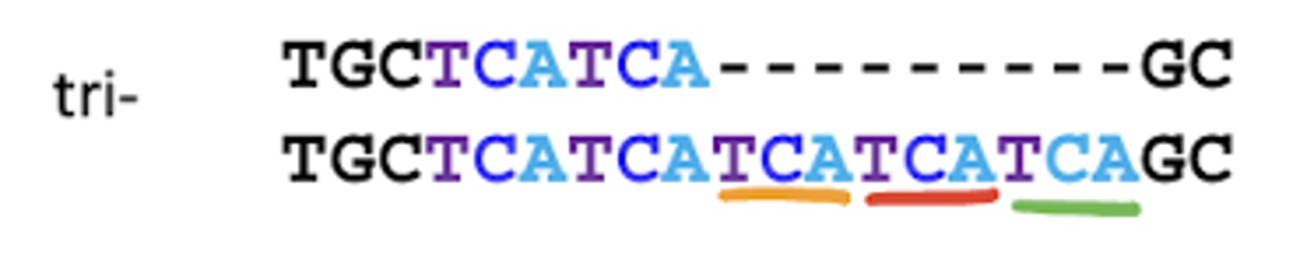 <p>Microsatellite with 3 base pairs per repeat sequence</p>