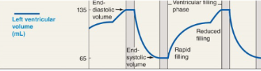 What is the stroke volume in the figure below?
