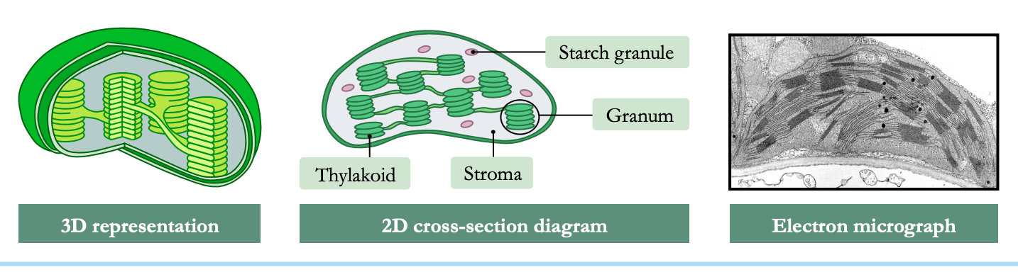 Chloroplasts 