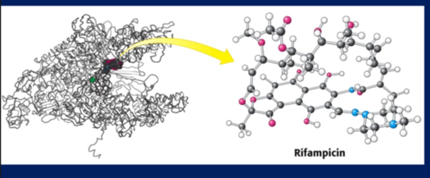 <p>Rifampicin goes into active site of RNA polymerase and blocks transcription</p>