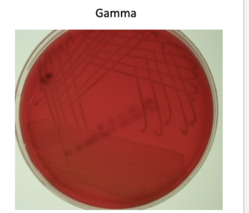 <p>non-hemolytic - Streptococci that do not lyse red blood cells</p>