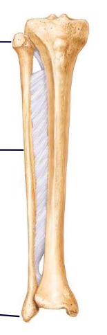 <p><span style="font-family: ArialMT">keeps the tibia and fibula a fixed distance</span></p>
