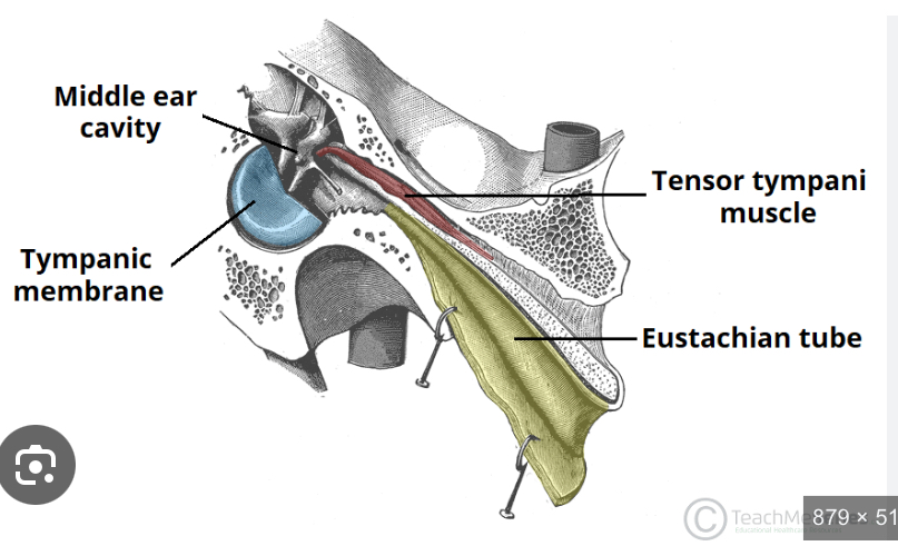 <p>Middle Ear Cavity</p>