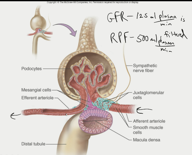 \- blood comes in through afferent arteriole

\- high pressure which pushes plasma out (leaky) 

\- what doesn’t get filtered out through efferent arteriole

\- distal tubule sends chemical messengers that change input on front end