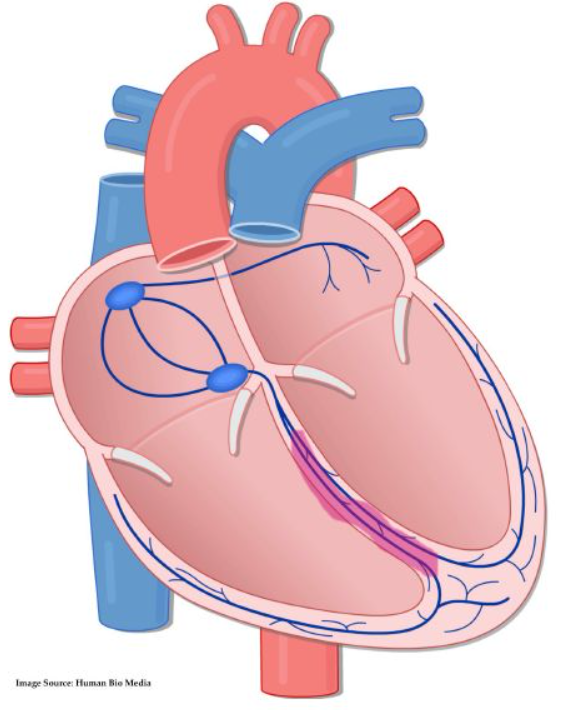<p>Transmits action potentials to Purkinje fibersq</p>