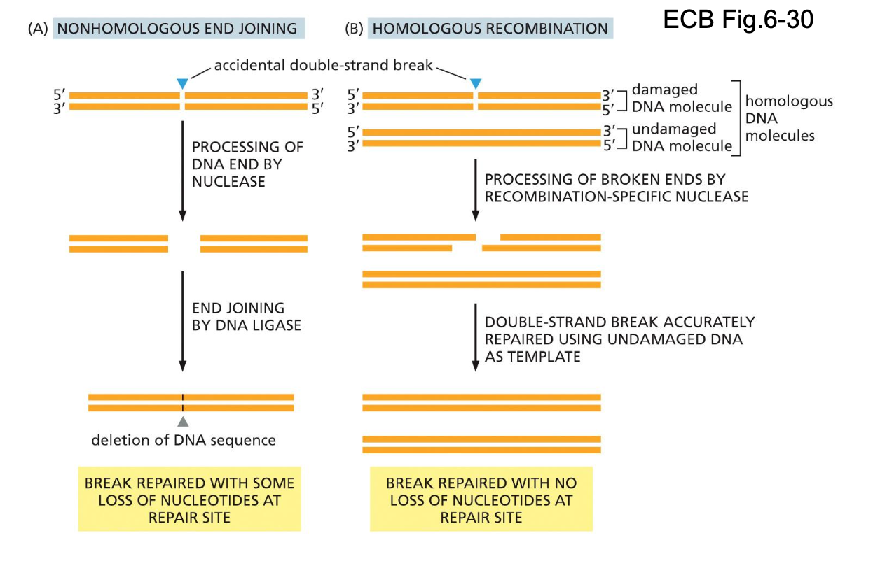 <p>1) Nonhomologous end joining</p><ul><li><p>quickly seal together and get going</p></li><li><p>Quick + dirty</p></li><li><p>Prevent the wrong number chromosomes</p></li></ul><p></p><p>2) Homologous recombination</p><ul><li><p>using the information from the pair to correct</p></li><li><p>Slow but accurate</p></li></ul><p></p>