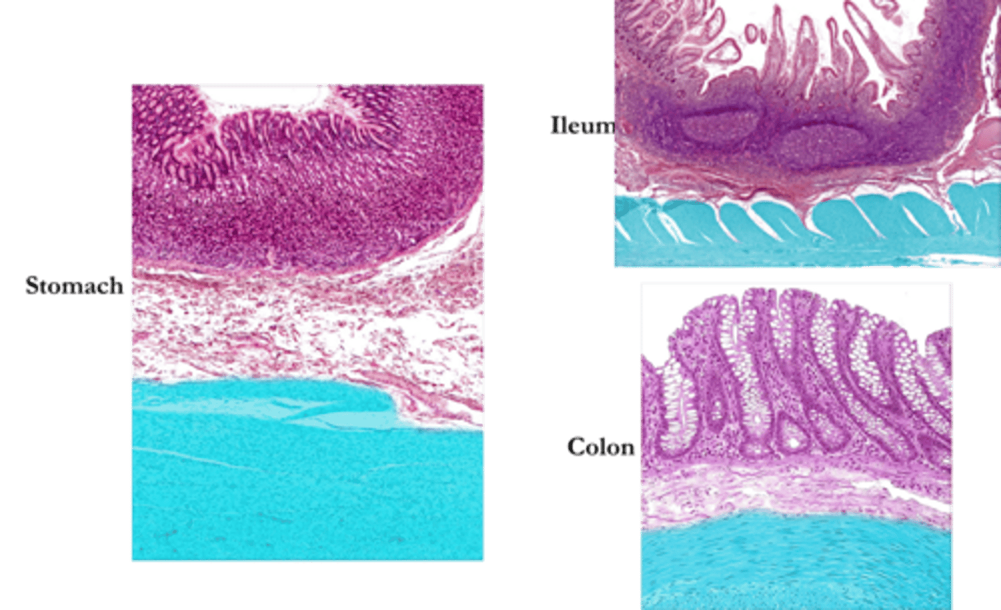 <p>Identify this layer of the alimentary canal.</p>
