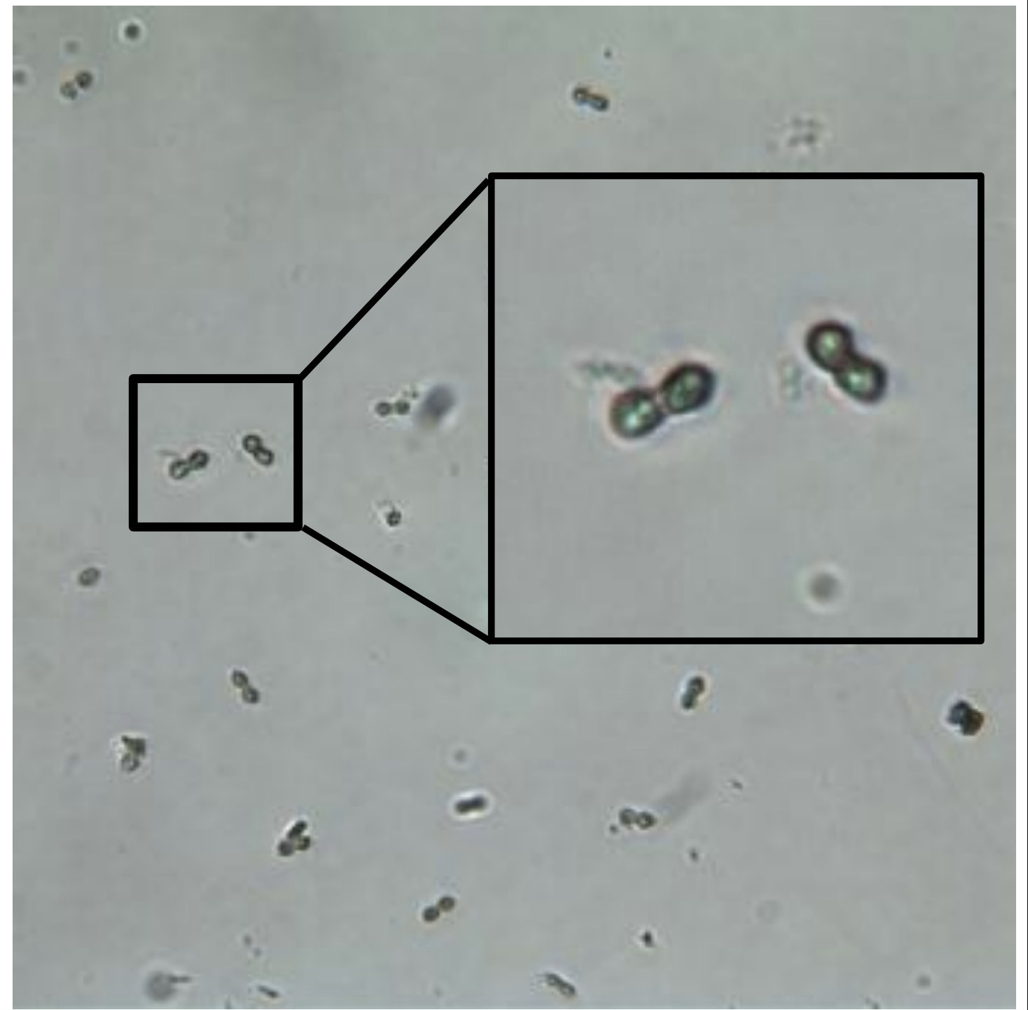 term image