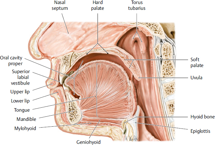 <p>a muscular organ located in the oral cavity that plays crucial roles in taste, speech and swallowing; innervated by hypoglossal nerve</p>