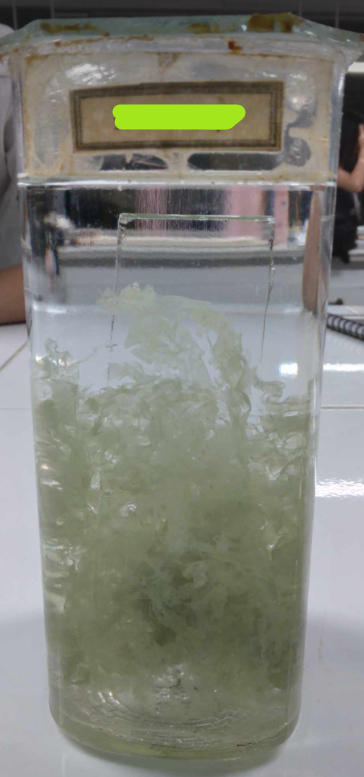 <p>laminar species of green alga; marine multicellular species under Chlorophyta; undergo algal bloom that gives green color to seawater/green tide; diploid sporophyte/haploid gametophyte</p>