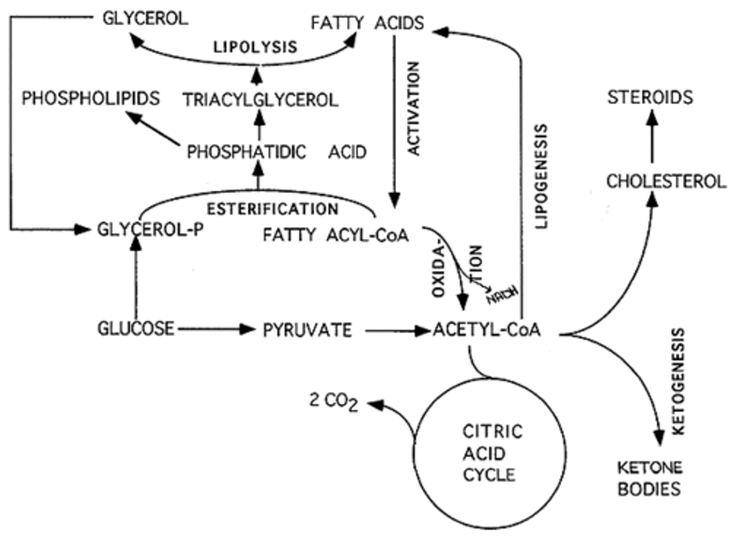 <p>(B) II and III Only</p><p>During the Post-absorptive State in the liver, Triglycerides may be broken down into Glycerol and Fatty Acids, which can then be converted into glucose (Glycerol) and Acetyl CoA and ketones (fatty acids) for energy throughout the body</p>