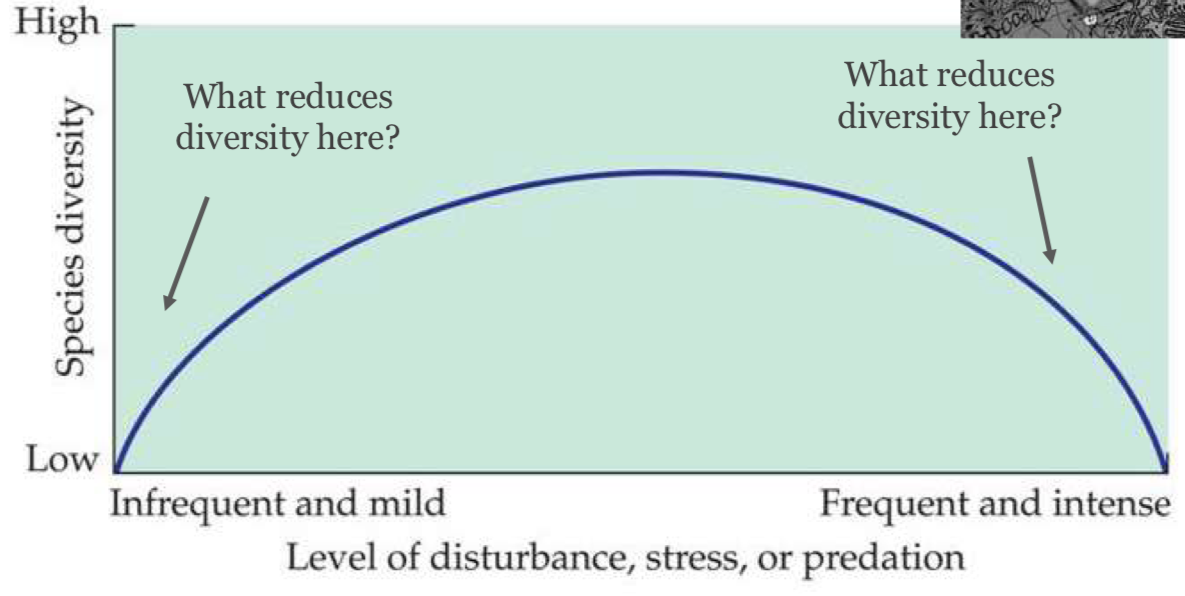 <p>Intermediate Disturbance Hypothesis Explain:</p>