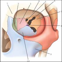 <p>The bone labeled 2 is the:</p><p>a. ethmoid.</p><p>b. maxilla.</p><p>c. lacrimal.</p><p>d. palatine.</p>