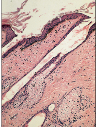 <p>name of histologic slide:</p><p>Specie:</p><p>Parts</p><p>1.__ 2.__ 3.__ 4.__</p><p>Stain used:</p>