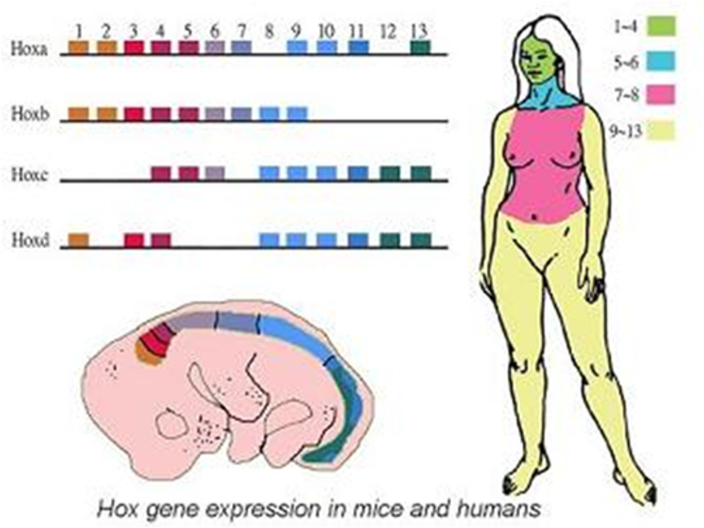 <p>Genes that determine basic features of where a body part is.</p>