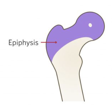 <p>baby (4 months)</p>