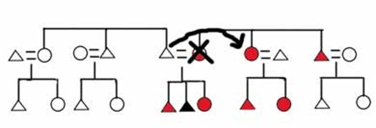 <p>the custom whereby, when a man's wife dies, her sister is given to him as a wife</p>