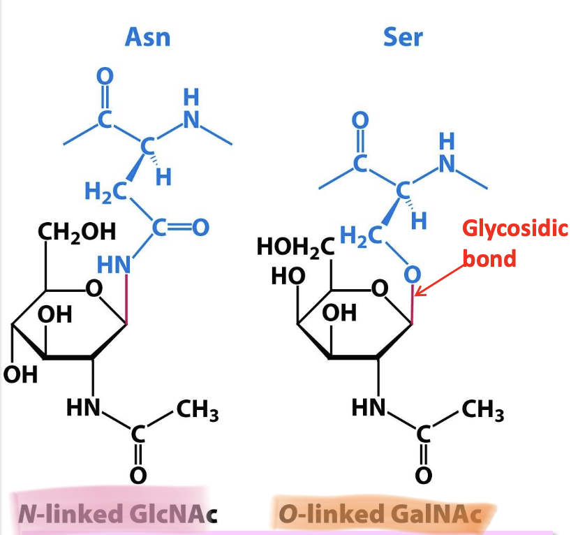 <p>✦ <strong><u>N-linked</u></strong>: carbohydrate is attached to N atom in the Asn side chain. This Asn must be apart of the <span style="color: #cd73e9"><u>consensus sequence</u> Asn-X-Ser/Thr </span>(X ≠ P). Occurs in the ER + Golgi.</p><p>✦ <strong><u>O-linked</u></strong>: carbohydrate is attached to O atom in Ser/Thr side chain. Occurs only in the Golgi.</p>