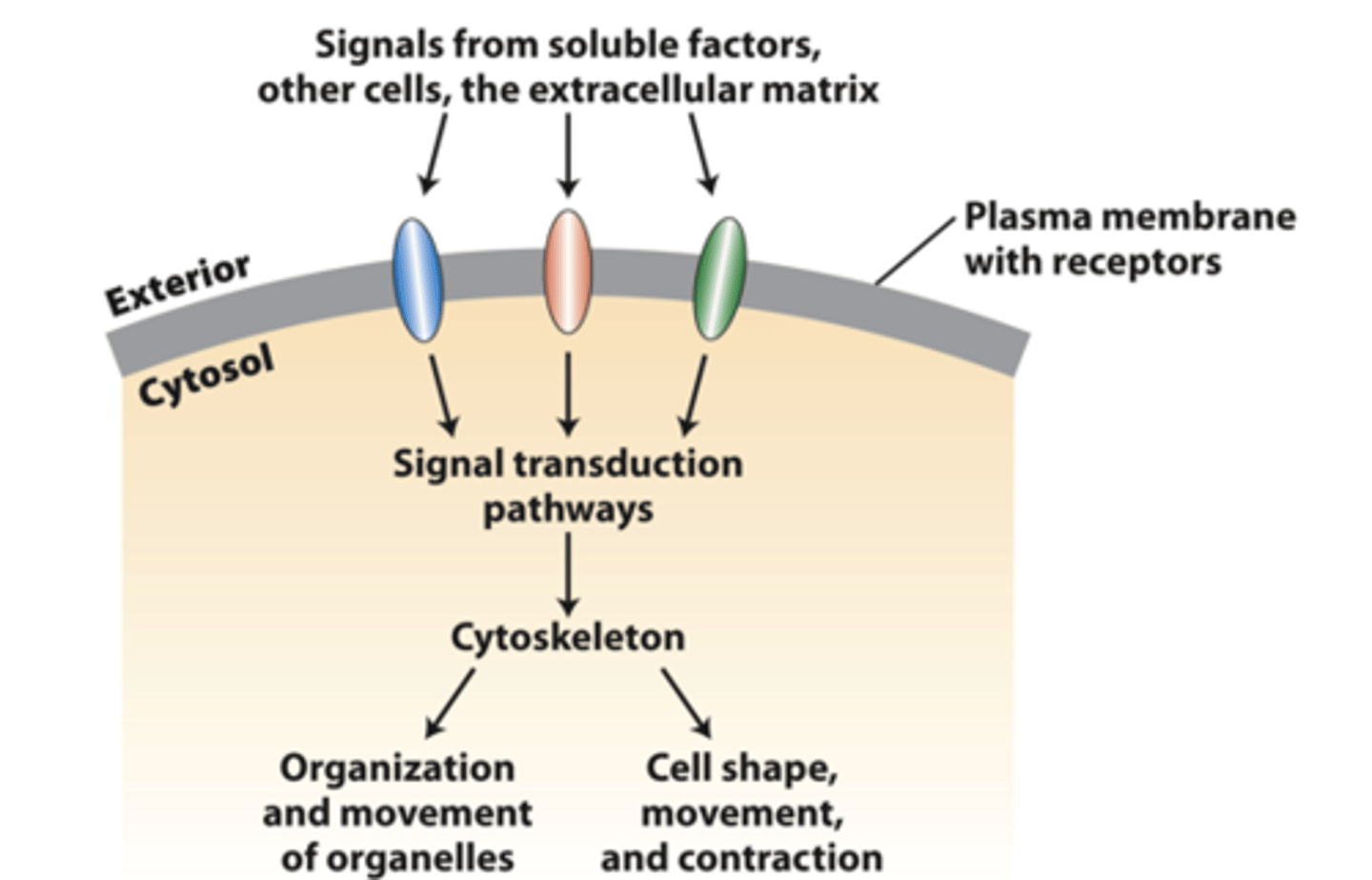 <p>transmit external signals from the extracellular matrix, other cells, or soluble factors across the plasma membrane to activate specific cytosolic signaling pathways that regulate cytoskeleton organization and function</p>