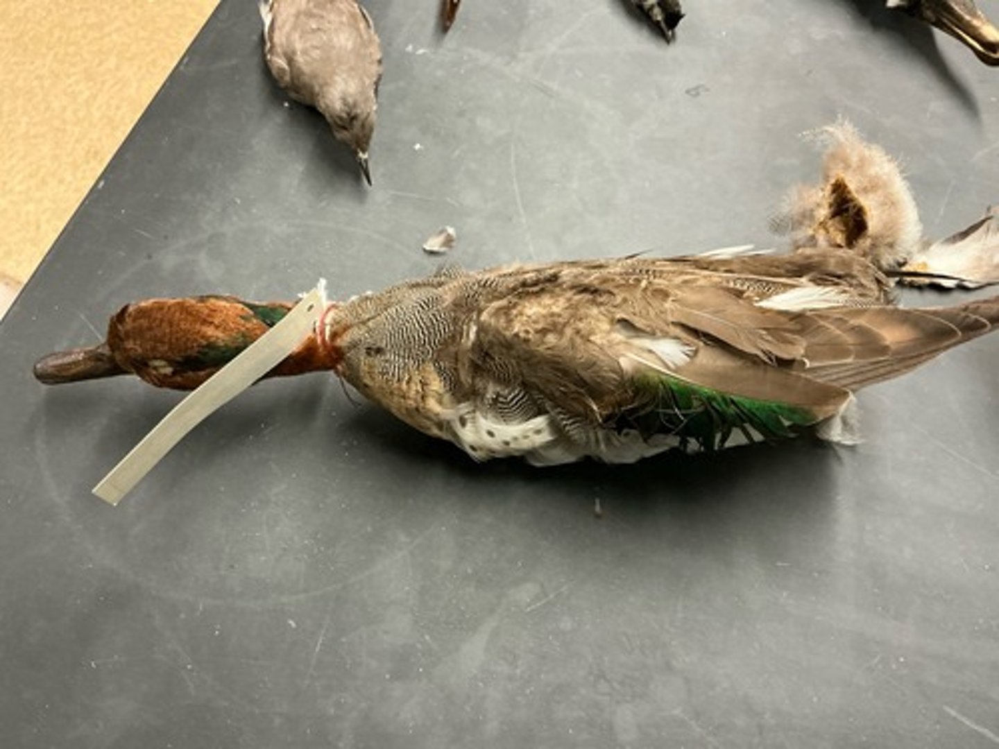 knowt flashcard image