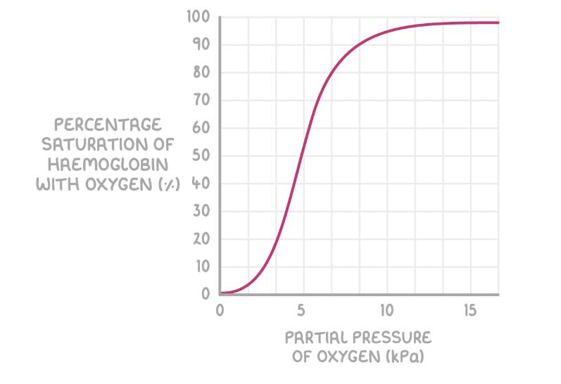 <p><span>shows how saturated haemoglobin is with oxygen at different </span>partial pressures of oxygen </p>