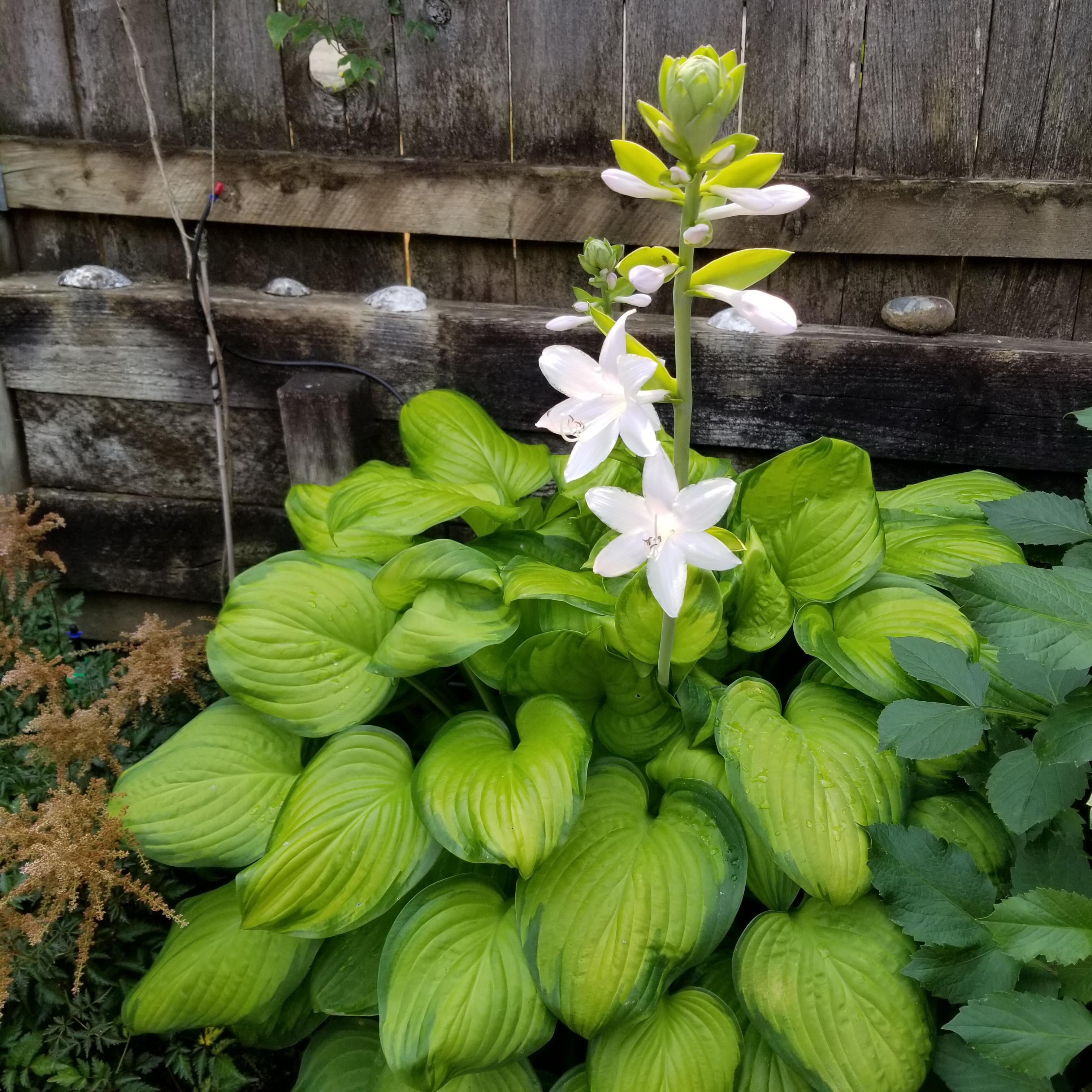 <p>What is this plant? </p>