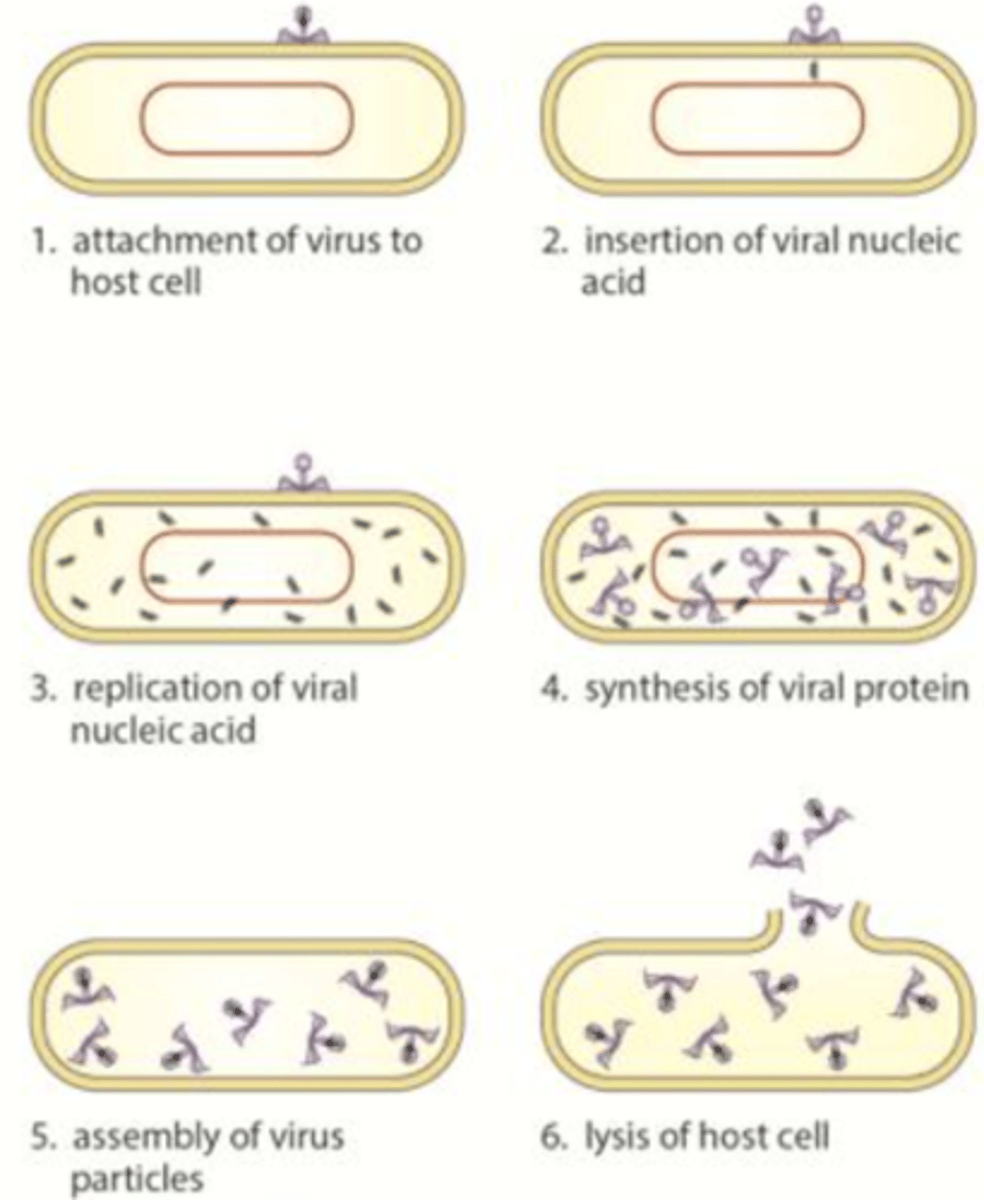 <p>-Take over cell metabolism</p><p>- Viral genetic material gets into host cell &amp; is inserted into host DNA</p><p>-Virus uses host cell to make new viruses</p><p>- Eventually burst out of cell, destroying it &amp; spread to infect other cells</p>