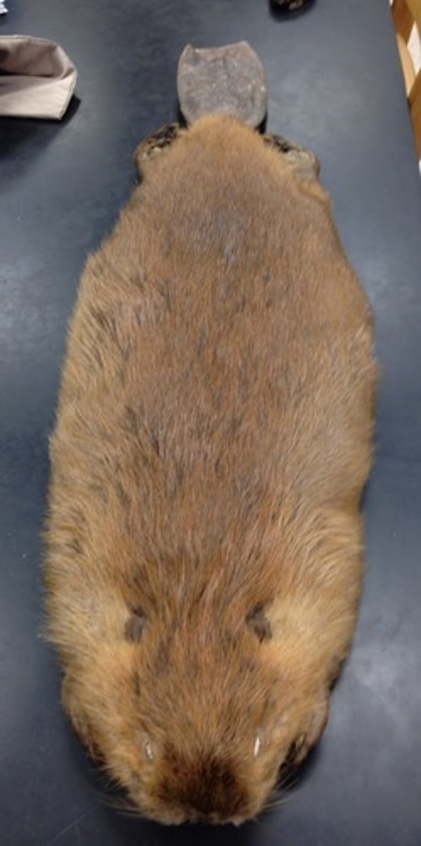 <p>&nbsp;clade, order, family?</p>