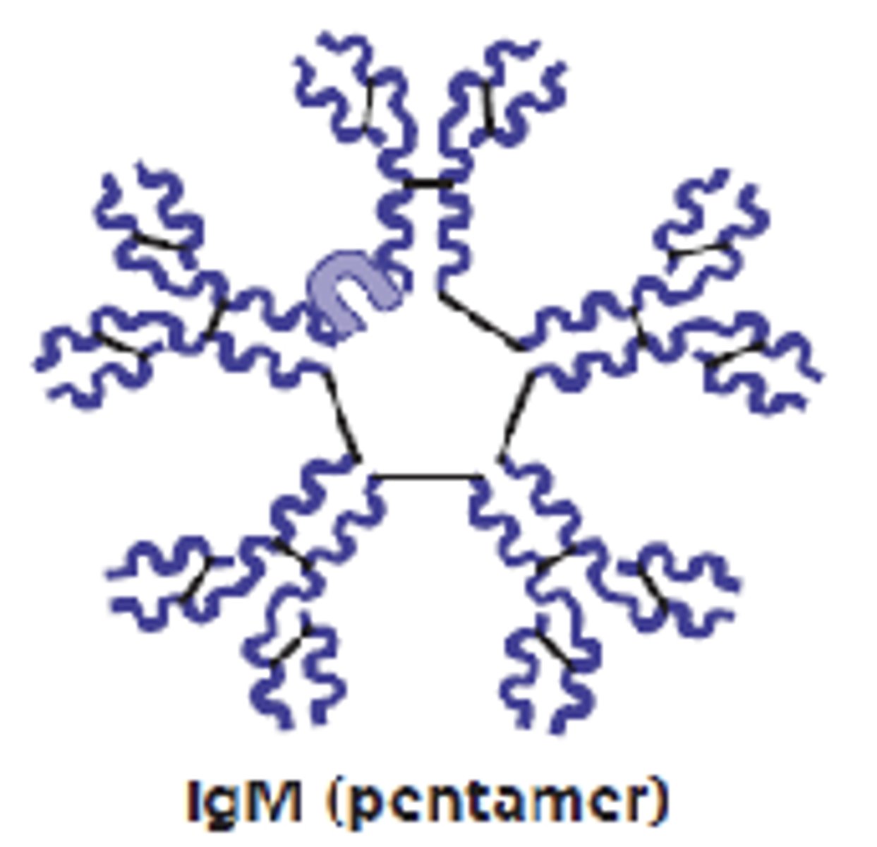 <p>IgM</p>