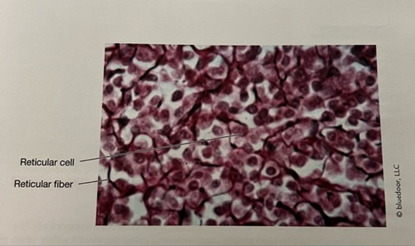 <p>Location</p><p>•lymph nodes</p><p>•Spleen</p><p>•Bone marrow</p><p>•Function: Forms supportive framework for lymphatic organs</p>