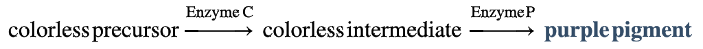formation of a purple pigment in the sweet pea flower:

* a colorless precursor molecule must be acted on by _____ different enzymes to produce the purple pigment
* enzyme _____: converts the colorless precursor into a colorless intermediate
  * homozygous recessive (_____) = lack of production of this enzyme in the homozygote
* enzyme _____: converts colorless intermediate into the purple pigment
  * homozygous recessive (_____) = lack of production of this enzyme in the homozygote
* if a plant is _____ for either recessive allele, it will not make any function enzyme C or enzyme P, respectively
* when _____ of these enzymes is missing, _____ pigment cannot be made, and the flowers remain _____