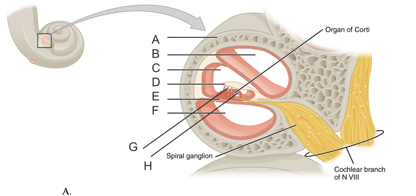 <p>label D, E, F, G</p>