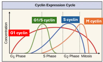 <p>specific pairs function in phases of cell cycle</p><p>G1-cdk complex: early G1</p><p>G1/S-cdk complex: late G1</p><p>S-cdk complex: DNA synthesis</p><p>M-cdk complex: mitosis</p>