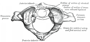 <p>no vertebral body </p><p>ring-like structure</p>