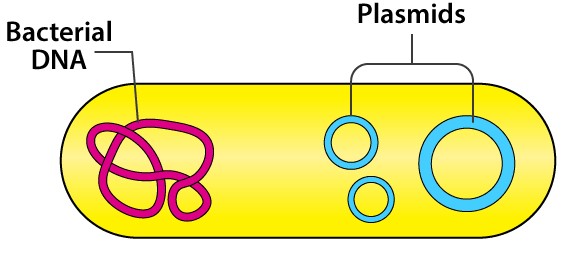 <ul><li><p><span>&nbsp;DNA which is typically <u>antibiotic resistant</u></span></p><ul><li><p><span><u>Bacterial protein</u> mutates into a different shape so penicillin cannot recognize it</span></p></li></ul></li><li><p><span>Transferred between bacteria when sex pili touch</span></p></li></ul><p></p>