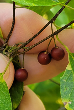 <p>Common Name</p>