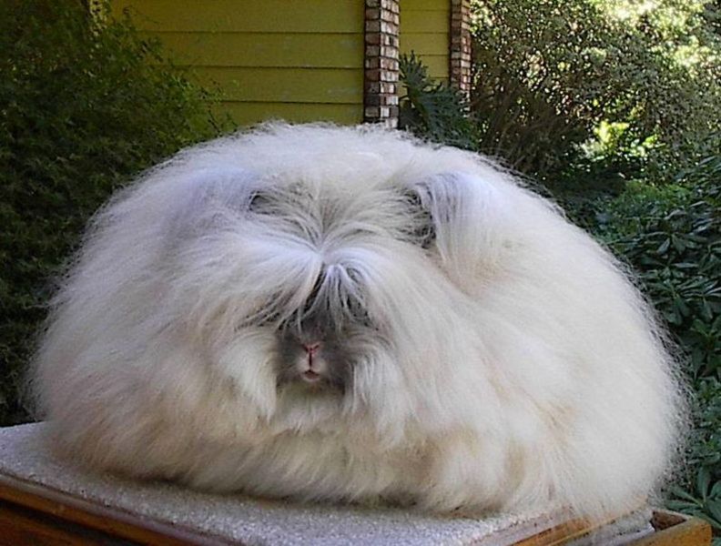 Rabbit