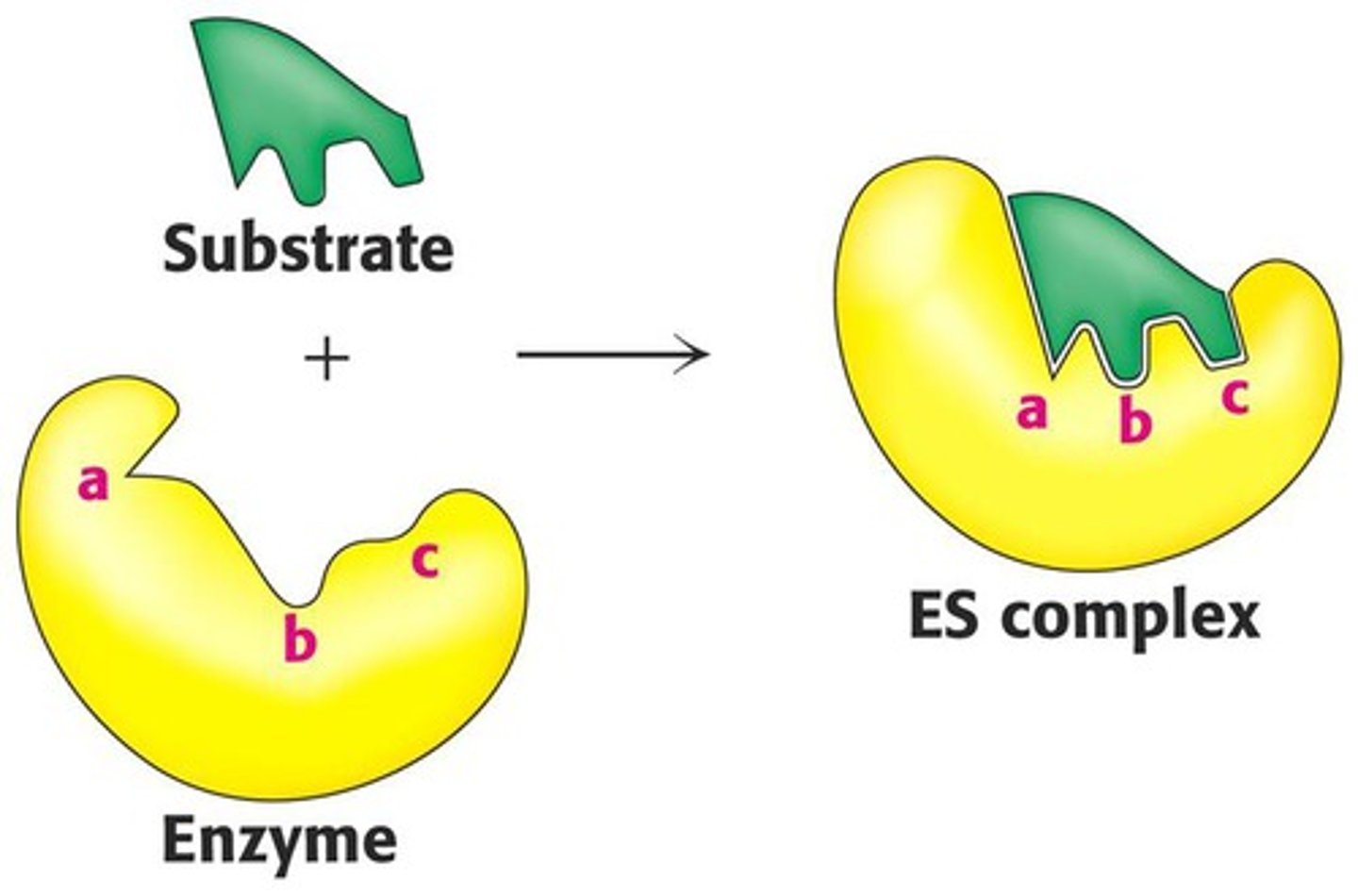 <p>The active site of the enzyme is flexible and conforms to fit the substrate like a glove fits on a hand.</p>