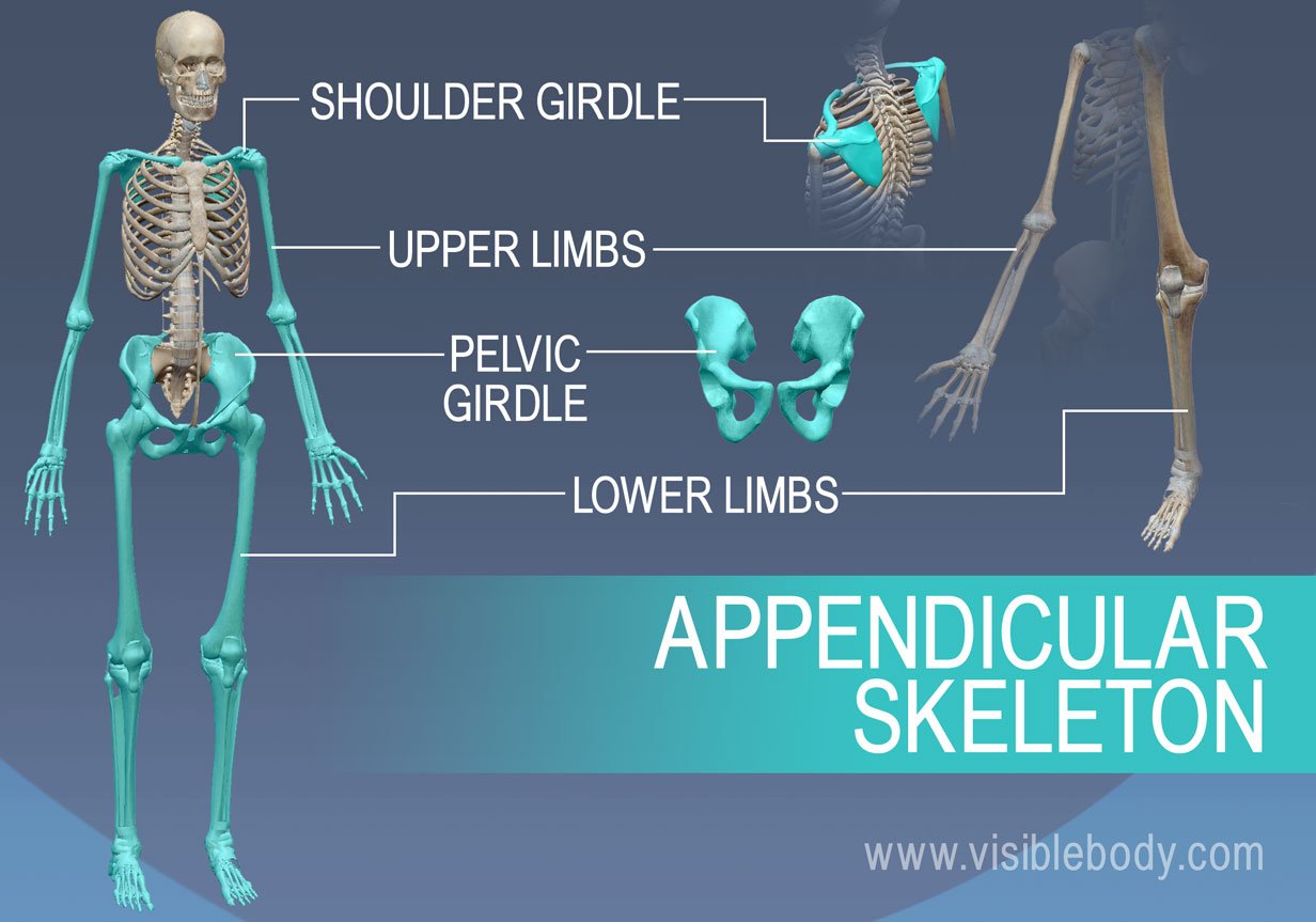 <p>Make possible a considerable degree of freedom for the upper and lower limbs</p>