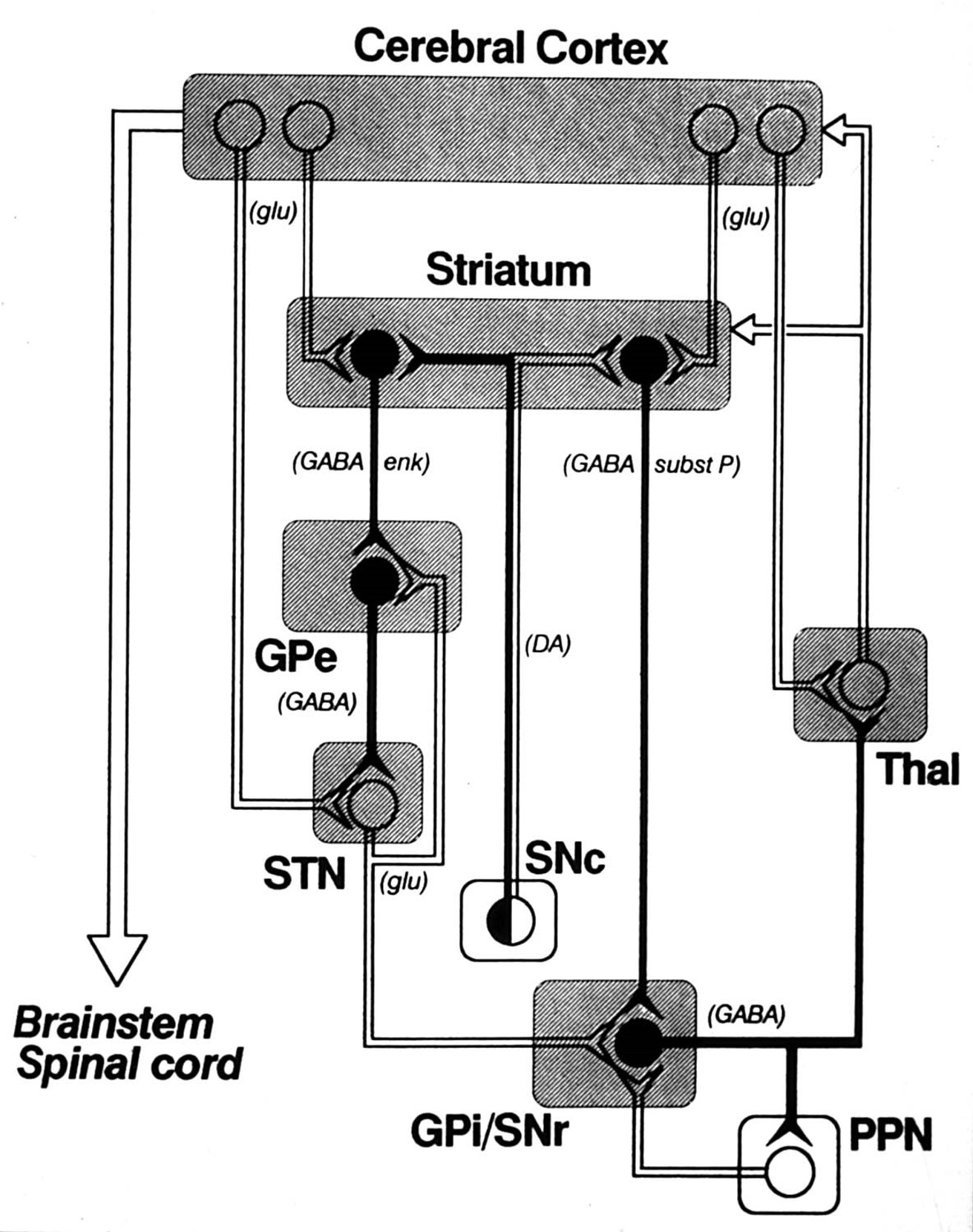 <p>the best (but not perfect) model of the basal ganglia is the one proposed by mahlon delong</p>
