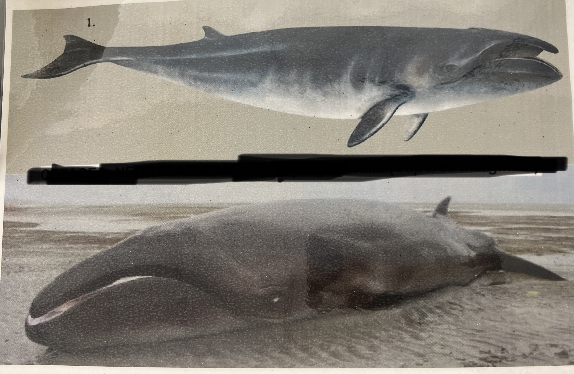 <p>Order, Suborder, Infraorder, Parvorder, Family?</p>