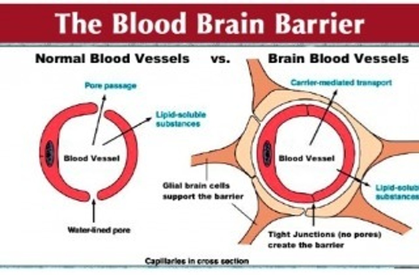 <p>Prevent penetration of microbes and even molecules that can pass in normal blood vessels</p>