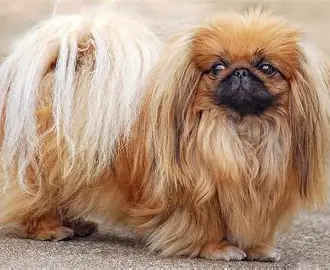 <p>Pekinese</p>